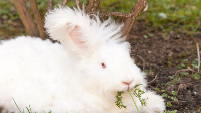 What my bunny looked like, roughly
